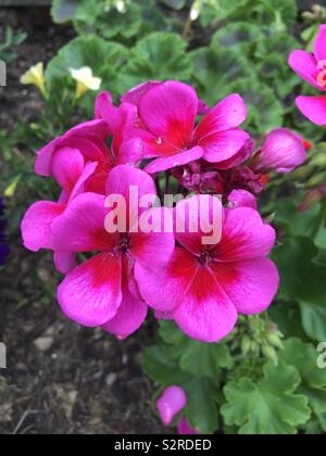 Fleur de géranium rose vif Banque D'Images