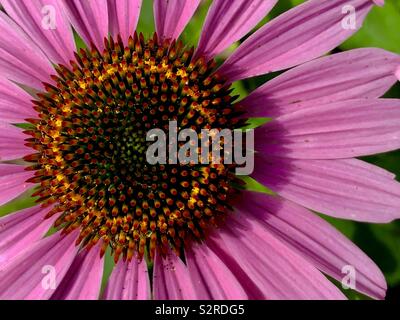 L'échinacée, vue du dessus Banque D'Images