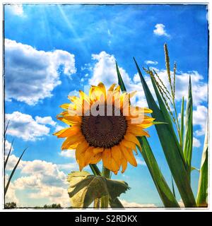 Seul dans un champ de tournesol Banque D'Images