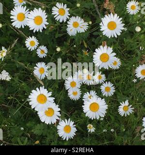 La politique commune de la marguerite (Leucanthemum vulgare), également connu sous le nom de la grande marguerite ou oxeye daisy, Daisy, chien ou lune daisy. Banque D'Images