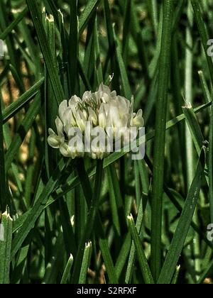 Trifolium repens, le trèfle blanc, le trèfle ladino, le trèfle, et le ladino en pleine floraison sur une pelouse avec de l'herbe ordinaire. Banque D'Images