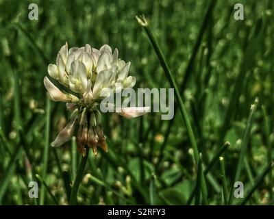 Trifolium repens, le trèfle blanc, le trèfle ladino, le trèfle, et le ladino en pleine floraison sur une pelouse avec de l'herbe ordinaire. Banque D'Images
