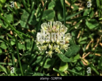 Trifolium repens, le trèfle blanc, le trèfle ladino, le trèfle, et le ladino en pleine floraison sur une pelouse avec de l'herbe ordinaire. Banque D'Images