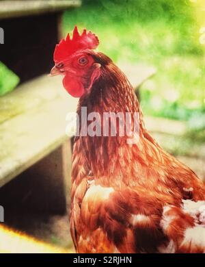 Portrait d'une poule Rhode Island Red Banque D'Images