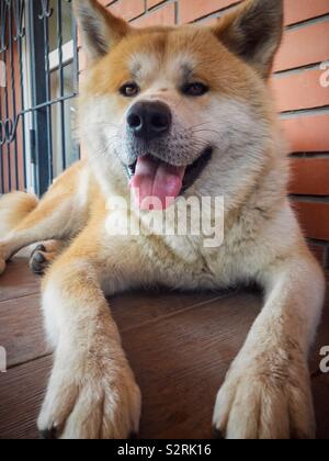 Fermer view of smiling Akita-Inu chien couché sur un sol carrelé Banque D'Images