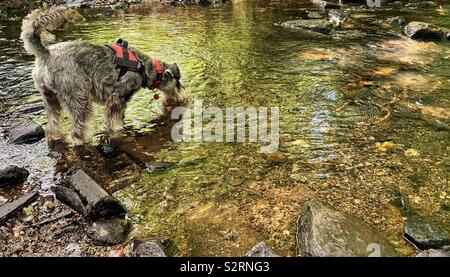 Chien Schnauzer nain, de l'eau douce potable stream Banque D'Images