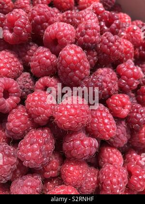 Organique framboises fraîchement cueillies à partir d'un jardin en juillet. North Yorkshire, England, United Kingdom Banque D'Images