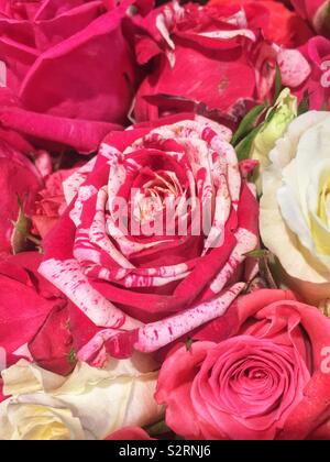 Magnifique bouquet de roses fraîches en pleine floraison avec un rare rose tacheté de rouge et blanc au centre. Banque D'Images