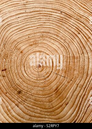 Close up of tree rings sur un journal de pin fraîchement coupé. Banque D'Images