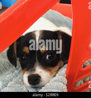 6 week old Jack Russell Banque D'Images