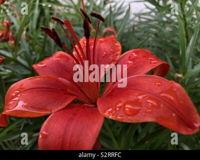 Rouge on dans le jardin couvert de gouttes de pluie Banque D'Images