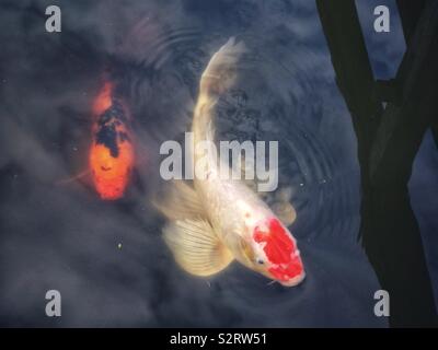 Poisson Koi des jardins japonais à l'Arboretum à Seattle, WA Banque D'Images