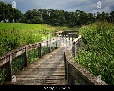 Passerelle en bois dans les roseaux Banque D'Images