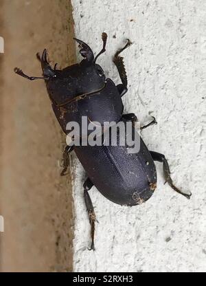 Une moindre stag beetle j'ai trouvé ramper dans mon jardin de Londres en Juillet Banque D'Images