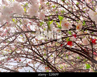 Amygdalus persica L. var. persica f. versico-lor (Sieb. Voss) / 撒金碧桃 Banque D'Images