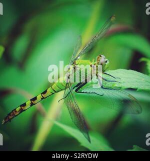 Femme pondhawk l'Est, le comté de Wayne, Michigan Banque D'Images