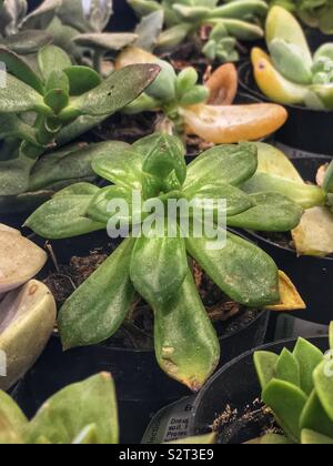 Beau jardin de nombreux espaces verts plantes succulentes. Banque D'Images