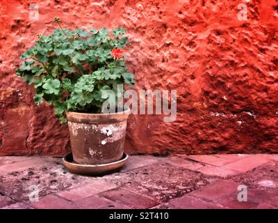 Pelargonium dans un pot en argile rouge contre un mur en stuc. Également appelé géranium et storksbill. Banque D'Images