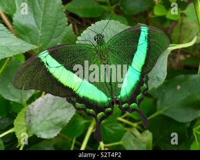 Papillon du machaon bagué vert Banque D'Images