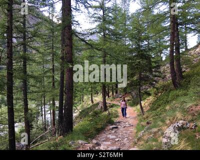 Randonneur sur sentier en forêt, Valnontay larchtree, Cogne, vallée d'aoste, Italie. Banque D'Images