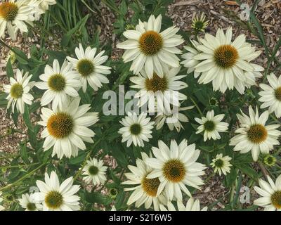 Belles fleurs blanches, Echinacea purpurea, l'Est de l'échinacée, échinacée, hérisson ou l'échinacée. Banque D'Images