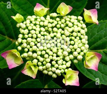 Fleur d'hortensias en forme de coeur Banque D'Images