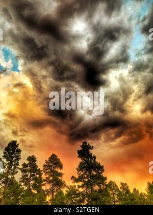 Fureur de l'explose de couleur dans la sitgreaves Apache national forest au coucher du soleil. Banque D'Images