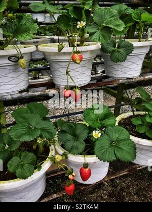 Les fraises cultivées, Tanah Rata, Cameron Highlands, Malaisie Banque D'Images
