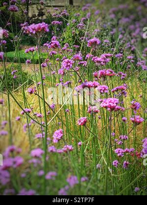 Verveine bonariensis dans jardin UK Banque D'Images