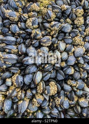 Les palourdes et les moules noires sur plage mur Banque D'Images