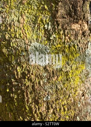 Lichen vert poussant sur un arbre Banque D'Images