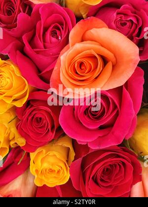Belle bande de rouge, rose, orange, jaune et roses colorées en pleine floraison. Banque D'Images