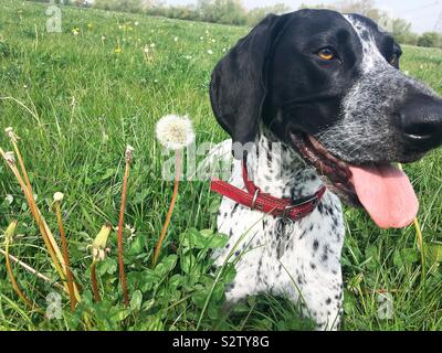 Braque allemand chien couché dans le champ de pissenlits et de trèfle Banque D'Images