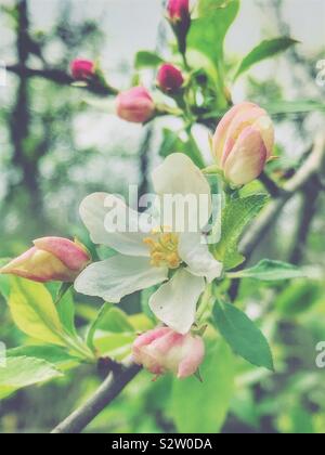 Image pastel du printemps les bourgeons sur un arbre Banque D'Images