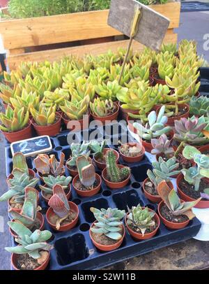 Une variété de petites plantes grasses & cactus coloré, pour la vente au marché. Banque D'Images