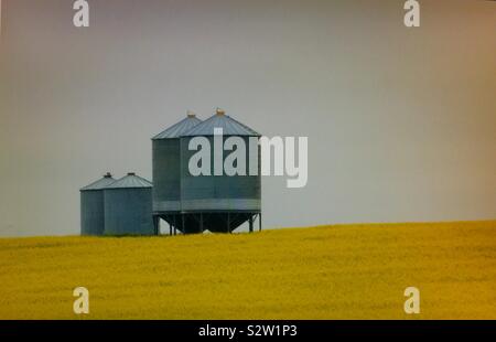 Des silos à grains d'acier dans un champ de canola Banque D'Images