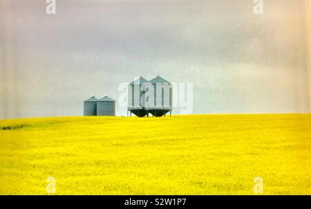 Des silos à grains d'acier dans un champ de canola Banque D'Images