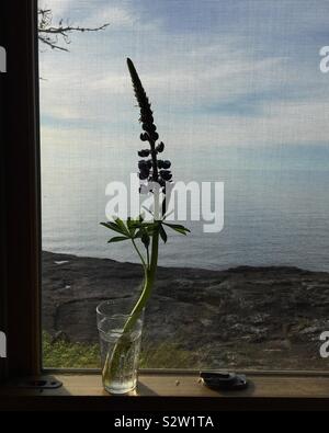 Simple tige de lupin vivace fleur sur appui de fenêtre donnant sur le lac Supérieur au Minnesota Banque D'Images