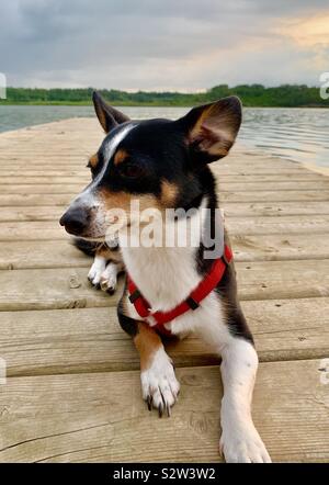 Mignon chien portant sur un quai profitant de la Lake Banque D'Images