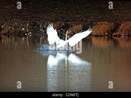 Les oiseaux de l'Amérique, le cygne Banque D'Images