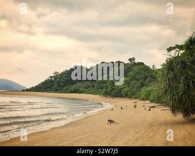 Manger du crabe ou des macaques à longue queue le fourrage sur la plage au lever du soleil, de l'estuaire de la rivière Manjung, près de Lumut, Perak, Malaisie Banque D'Images