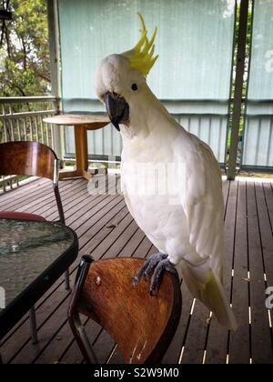 Un effronté et apprivoiser les cacatoès à huppe jaune australien disant oiseau G'day Mate Banque D'Images