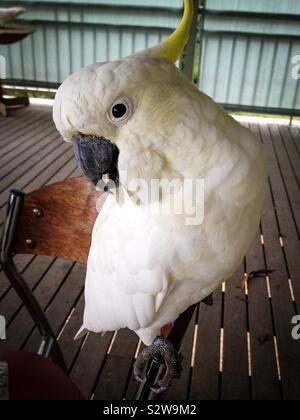 Un effronté et apprivoiser les cacatoès à huppe jaune australien disant oiseau G'day Mate Banque D'Images