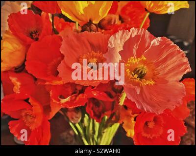 Coquelicots colorés dans un vase. Banque D'Images