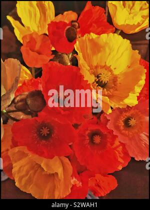 Coquelicots colorés dans un vase. Banque D'Images