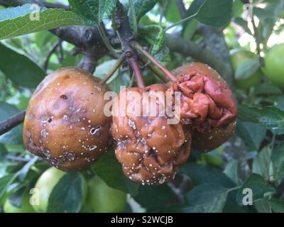 Les pommes pourrir sur un arbre Banque D'Images