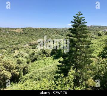 L'île Norfolk pine tree en forêt, Sardaigne Banque D'Images