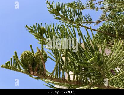 L'île Norfolk pine tree en Sardaigne Banque D'Images