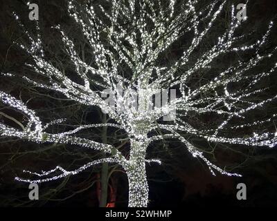 Arbre de Noël illuminé, à Kew en 2018, Kew Gardens, Londres Banque D'Images