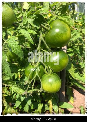 Jardin d'allotissement tomates cultivées à la maison commençant à mûrir au soleil d'août au Royaume-Uni Banque D'Images